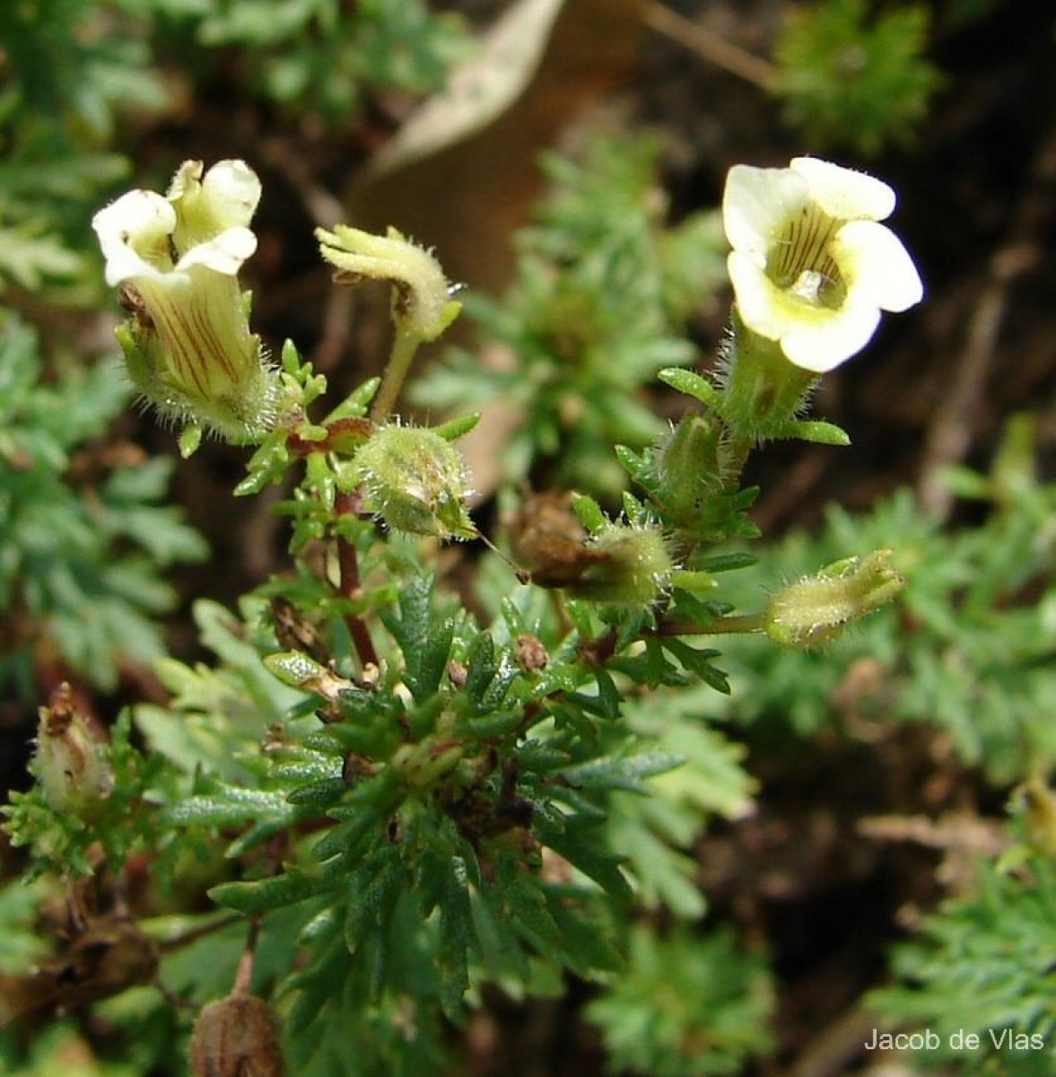 Limnophila indica (L.) Druce